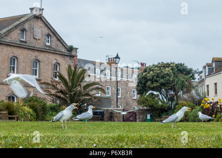 Goéland argenté Larus argentatus, dans un environnement urbain au printemps, St Mary, Îles Scilly, Mars Banque D'Images