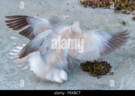 Streptopelia decaocto Tourterelle à collier, deux oiseaux se battre dans une multitude d'ailes et de plumes, Îles Scilly, Mai Banque D'Images