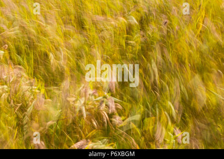 Roseau commun Phragmites australis, une roselière par le vent, Tresco, Îles Scilly, Septembre 2016 Banque D'Images