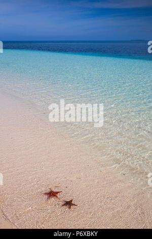 Cuba, Pinar del RÃ-o Province, Cayo Levisa, étoiles de mer sur la plage de sable blanc Banque D'Images