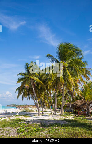 Cuba, Pinar del RÃ-o Province, Cayo Levisa, palmiers sur la plage de sable blanc Banque D'Images