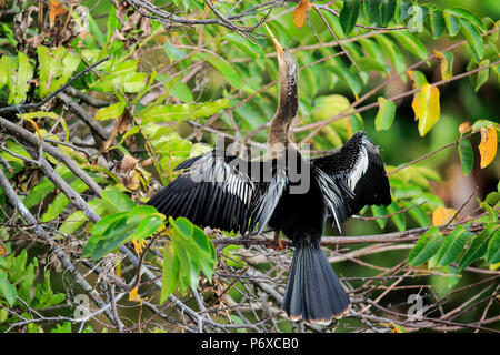 Anhinga, séchage adultes plumes, Wakodahatchee Wetlands, Delray Beach, Florida, USA, Anhinga anhinga Banque D'Images