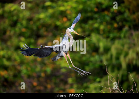 Grand Héron, des profils de vol avec le matériel du nid, Wakodahatchee Wetlands, Delray Beach, Florida, USA, Ardea herodias Banque D'Images