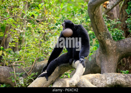 Siamang, appelant adultes, en Asie du sud-est, Symphalangus syndactylus Banque D'Images