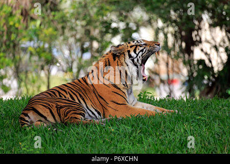 Tigre de Sumatra, Sumatra, jawning mâles adultes, d'Asie, Panthera tigris sumatrae Banque D'Images