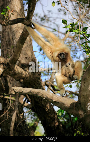 White-Handed Gibbon, adulte de sexe féminin, en Asie du sud-est, d'Asie, Hylobates lar Banque D'Images
