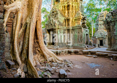 Ruines du temple Ta Prohm, Angkor, Site du patrimoine mondial de l'UNESCO, la Province de Siem Reap, Cambodge Banque D'Images