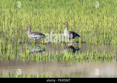 Oies cendrées, parc national, Duinen van Texel Texel, Pays-Bas Banque D'Images