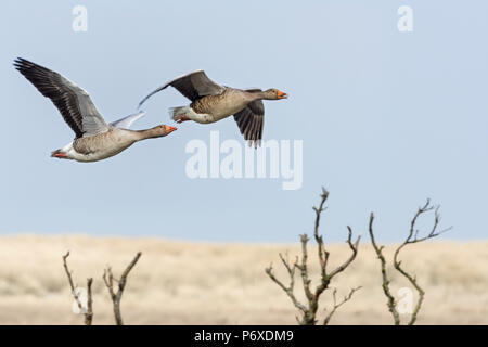 Oies cendrées, parc national, Duinen van Texel Texel, Pays-Bas Banque D'Images