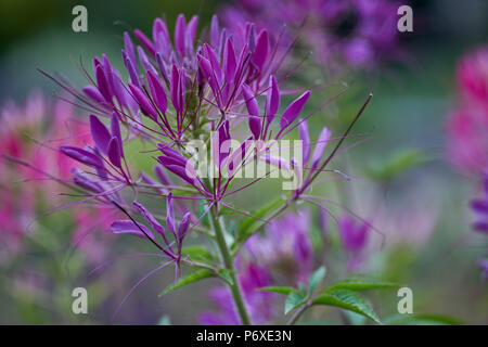 Cleome serrulata (syn. Peritoma serrulata), communément connu sous le nom de Beeplant/Beeweed des montagnes Rocheuses, Clover-piquer,[1] fleur d'araignée d'abeille,[2] mouffette,[3 Banque D'Images