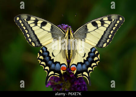 Ancien monde Swallowtail butterfly - Papilio machaon, beau papillon emblématique de couleur de prés et prairies européennes. Banque D'Images