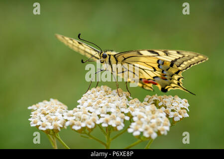 Ancien monde Swallowtail butterfly - Papilio machaon, beau papillon emblématique de couleur de prés et prairies européennes. Banque D'Images