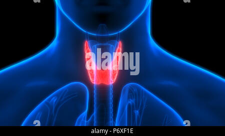 Les glandes du corps humain Anatomie de la glande thyroïde Banque D'Images