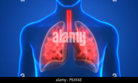 Système respiratoire humain Anatomie Poumons Banque D'Images