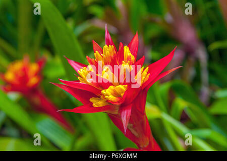 Fleur exotique rouge. Banque D'Images