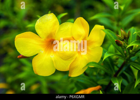 Belles fleurs jaune Allamanda sur un fond vert. Banque D'Images