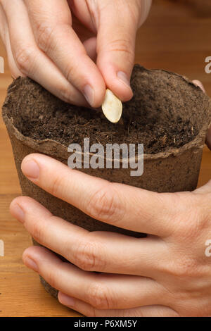 Mains de jardinier planter des graines dans le pot de tourbe Banque D'Images