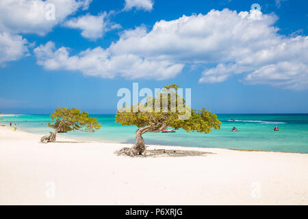 Caraïbes, Antilles néerlandaises, Aruba, Divi Divi arbres sur Eagle Beach Banque D'Images