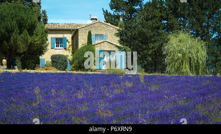 Maison avec jardin de lavande en provence france Banque D'Images