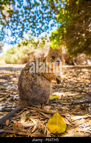 L'île Rottnest, Fremantle, Perth, Australie occidentale, Australie. La populaire Quokka debout regardant la caméra. Banque D'Images