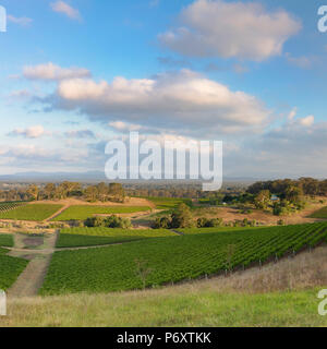 Vue sur vignes, Hunter Valley, New South Wales, Australia Banque D'Images