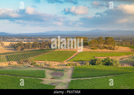 Vue sur vignes, Hunter Valley, New South Wales, Australia Banque D'Images