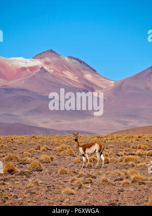 La Bolivie, Potosi, Departmant Sur Lipez Province, la vigogne (Vicugna vicugna) dans la faune andine Eduardo Avaroa réserve nationale. Banque D'Images