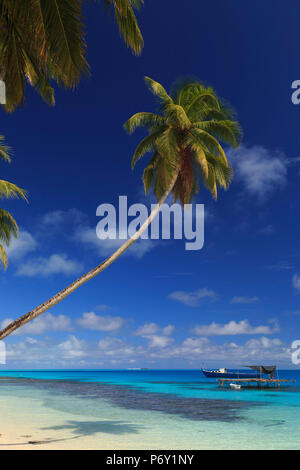 Les Maldives, South Ari Atoll, Mandhoo Island Banque D'Images