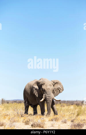 Éléphant solitaire dans le parc d'Etosha, Namibie, Afrique Banque D'Images