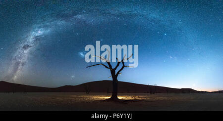 Deadvlei, Namib-Naukluft National Park, Namibie, Afrique. Acacias morts pendant la nuit. Banque D'Images