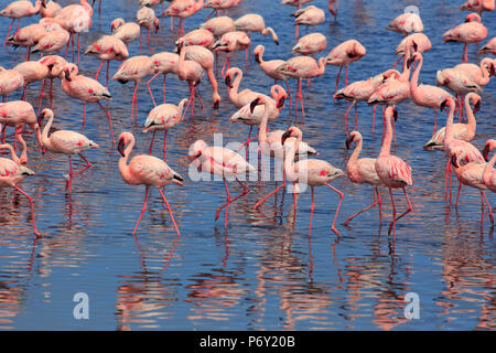 La Namibie, Walvis Bay, flamants roses (Phoenicopterus ruber) à l'intérieur de la lagune de Walvis Bay Banque D'Images