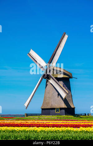 Pays Bas, Hollande du Nord, Schermerhorn. Moulin à vent, moulin de polder Schermerhorn, Groupe avec champ de tulipes colorées au début du printemps. Banque D'Images