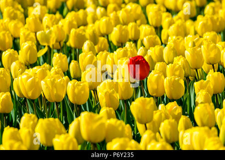 Pays Bas, Hollande-du-Sud, Nordwijkerhout. Une seule fleur tulipe rouge dans un champ de tulipes jaunes. Banque D'Images