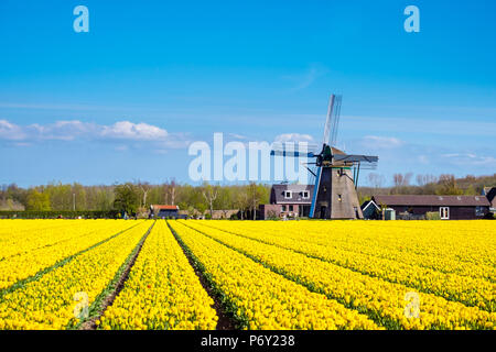 Pays Bas, Hollande-du-Sud, Nordwijkerhout. Dutch tulip jaune déposée, tulipes en face d'un moulin au début du printemps. Banque D'Images