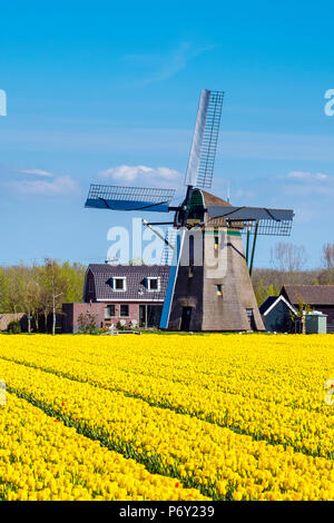 Pays Bas, Hollande-du-Sud, Nordwijkerhout. Dutch tulip jaune déposée, tulipes en face d'un moulin au début du printemps. Banque D'Images