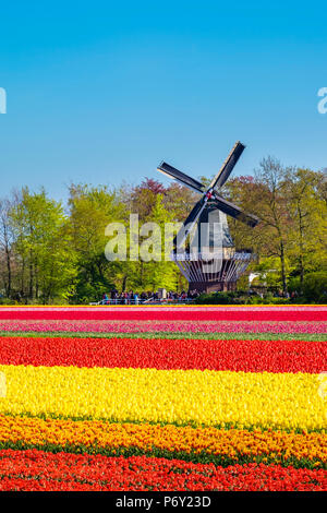 Pays Bas, Hollande-du-Sud, lisse. Fleurs tulipes hollandaises dans un champ en face de Keukenhof moulin au début du printemps. Banque D'Images