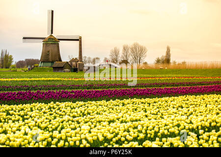 Les moulins à vent et les champs de tulipes plein de fleurs aux Pays-Bas Banque D'Images