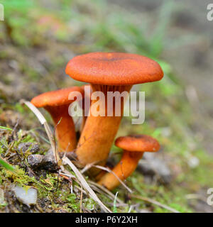 Omphalotus olearius champignons dans la forêt Banque D'Images