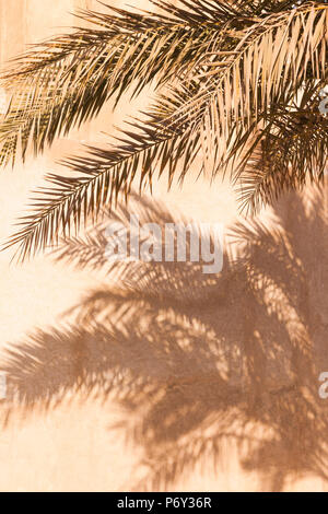 Émirats Arabes Unis, Dubai, Dubai, Al Fahidi Historic District, palm tree shadows Banque D'Images