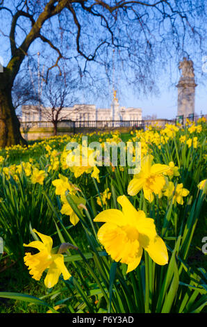 Royaume-uni, Angleterre, Londres, St James Park, Buckingham Palace de jonquilles au printemps Banque D'Images