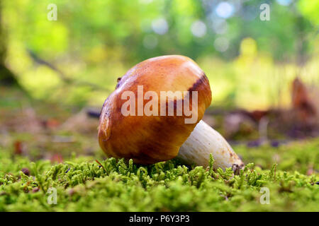 Russula foetens dans la forêt de champignons Banque D'Images