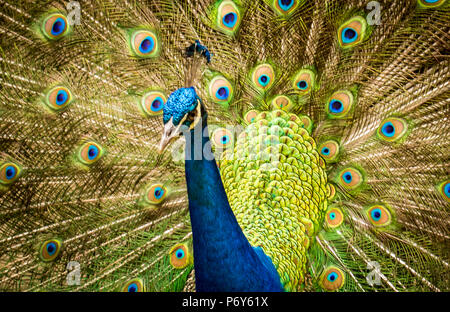 Exhibant son plumage Banque D'Images