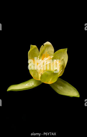 La fleur d'un tulipier de Virginie, Liriodendron tulipifera, qui a grandi en Angleterre UK GO photographié dans un studio sur fond noir Banque D'Images