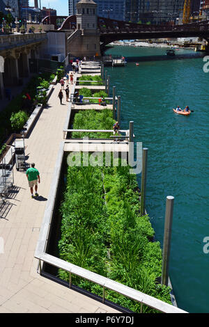 Piers permettent aux gens de sortir parmi les semis dans une section éducative de la Riverwalk Chicago connu sous le nom de jardins flottants ou jetée. Banque D'Images