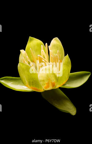 La fleur d'un tulipier de Virginie, Liriodendron tulipifera, qui a grandi en Angleterre UK GO photographié dans un studio sur fond noir Banque D'Images