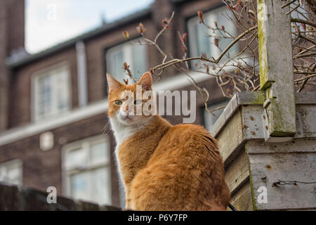 Chat rouge alerte sur le mur dans le jardin Banque D'Images