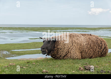 Mouton noir couché sur digue près de la boue-appartements d'un raz-de-marais derrière les digues à la mer de Wadden et la côte de Groningen aux Pays-Bas Banque D'Images