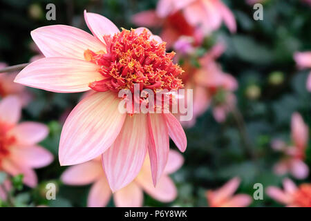 Close-up of Dahlia fleur mandarine totalement Banque D'Images