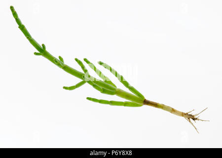 Rock samphire, Crithmum maritimum, seul sur un fond blanc avec des racines Banque D'Images