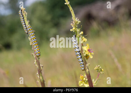 Königskerzenmönch Königskerzen-Mönch Wollkrauteule,,, Wollkrauteule, Brauner Mönch, Raupe frisst, Shargacucullia verbasci un Königskerze, Cucullia ver Banque D'Images